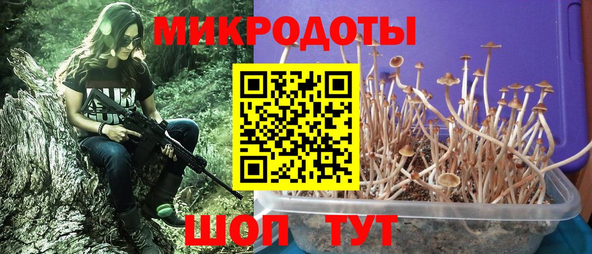 Псилоцибиновые грибы Psilocybine cubensis Сургут